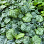 featured-calathea-orbifolia