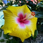 Hibiscus Dying or Struggling? 7 Ways to Revive Your Plant featured-how-to-get-hibiscus-to-bloom-8