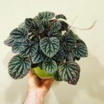 featured-peperomia-caperata-1