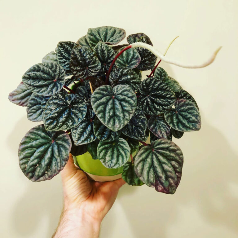 Peperomia Caperata Care:  Top 7 Tips for a Thriving Plant