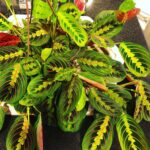 featured-prayer-plant-2
