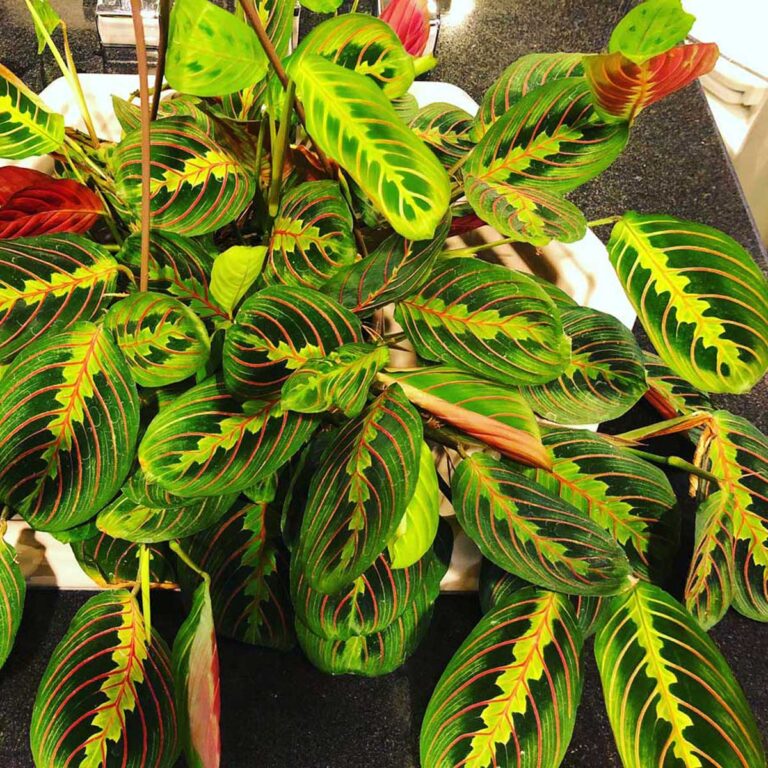 Prayer Plant Leaves Curling & Browning? Top 5 Reasons Why