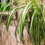Spider Plant Brown Tips: 8 Most Common Causes w/ Fixes featured-spider-plant-1