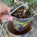 How To Water Orchids: 3 Simple Ways (But NO Ice Cubes!) featured-watering-orchids-2