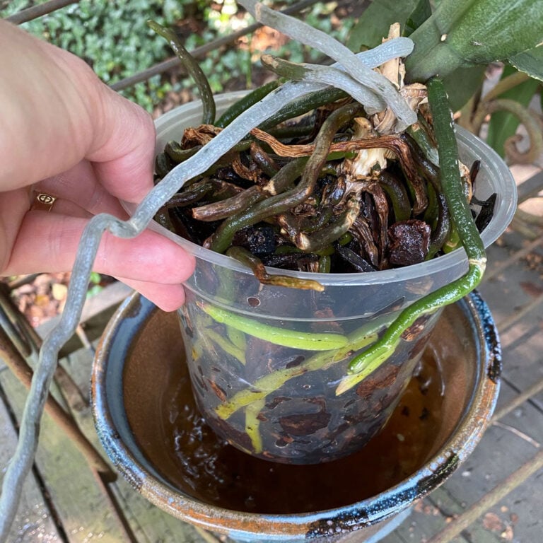 How To Water Orchids:  3 Simple Ways (But NO Ice Cubes!)