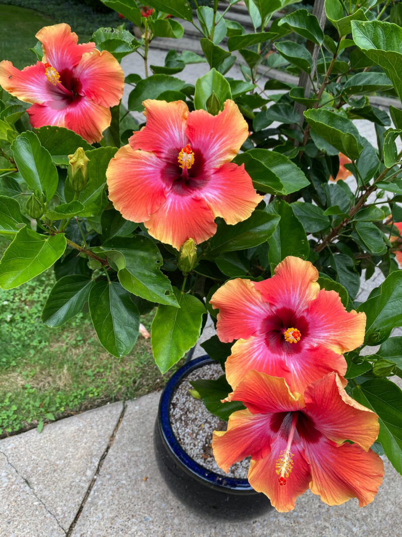 Hibiscus Dying or Struggling? 7 Ways to Revive Your Plant
