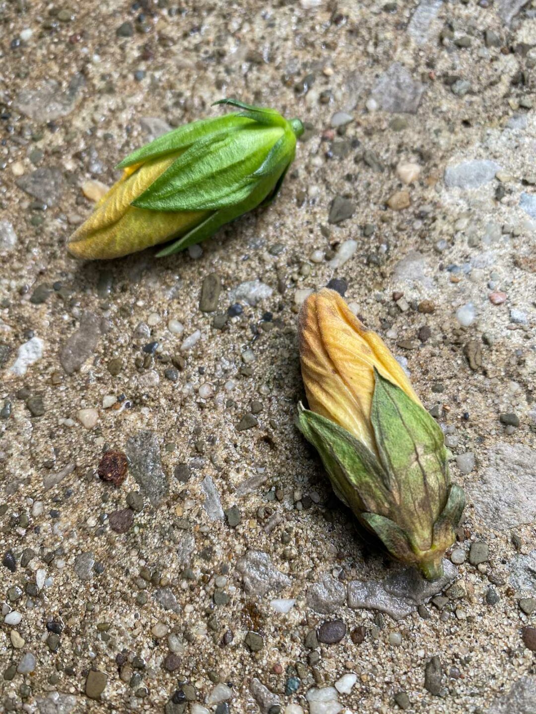 Hibiscus Dying or Struggling? 7 Ways to Revive Your Plant