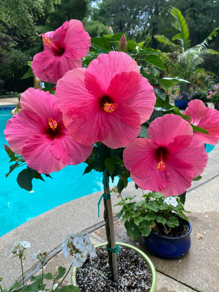 Dried Hibiscus Flower - Light