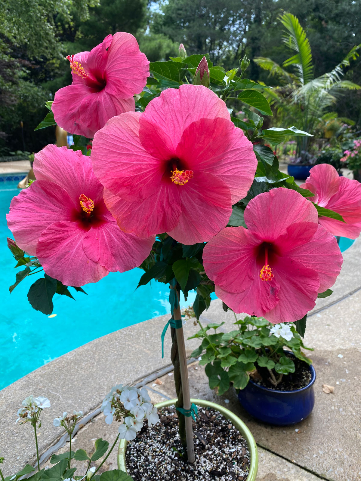 Hibiscus Dying or Struggling? 7 Ways to Revive Your Plant