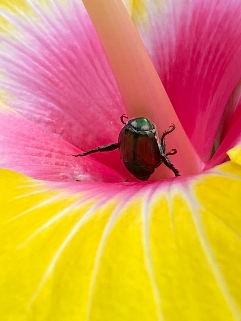 Hibiscus Dying or Struggling? 7 Ways to Revive Your Plant