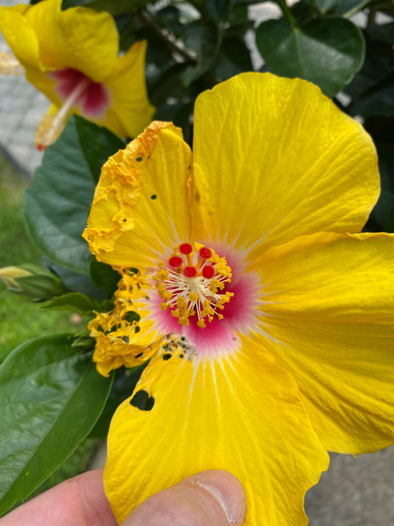 Hibiscus Dying or Struggling? 7 Ways to Revive Your Plant