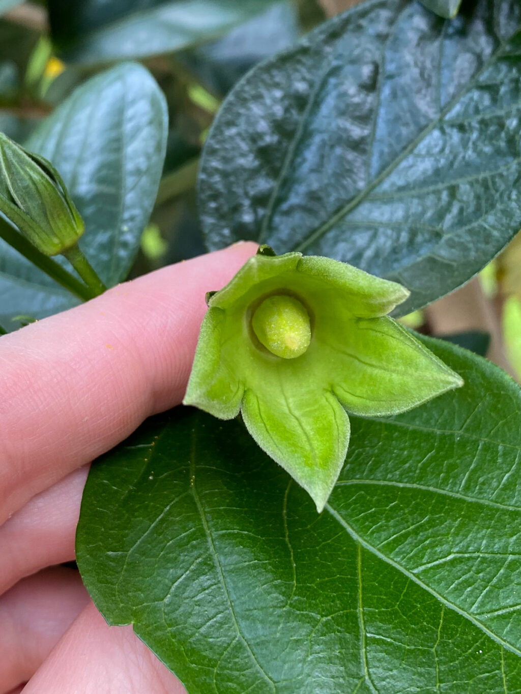 Hibiscus Dying or Struggling? 7 Ways to Revive Your Plant