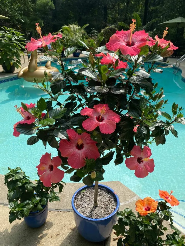 How to Grow and Care for Hibiscus Trees