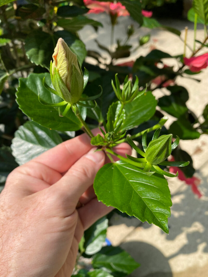 Hibiscus Dying or Struggling? 7 Ways to Revive Your Plant
