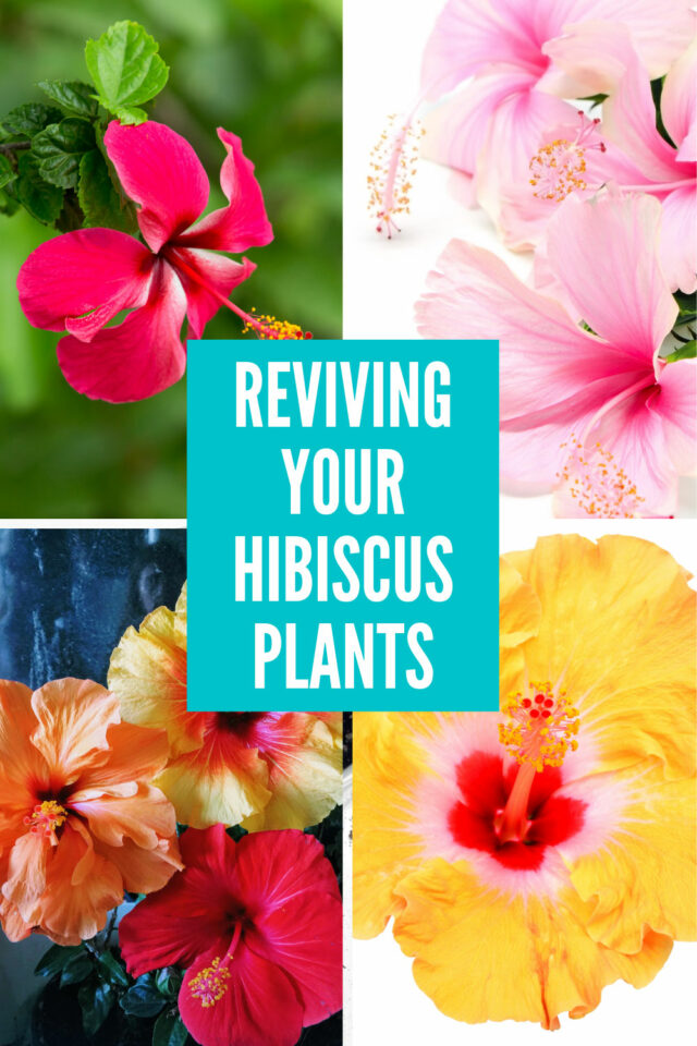 Hibiscus Dying or Struggling? 7 Ways to Revive Your Plant