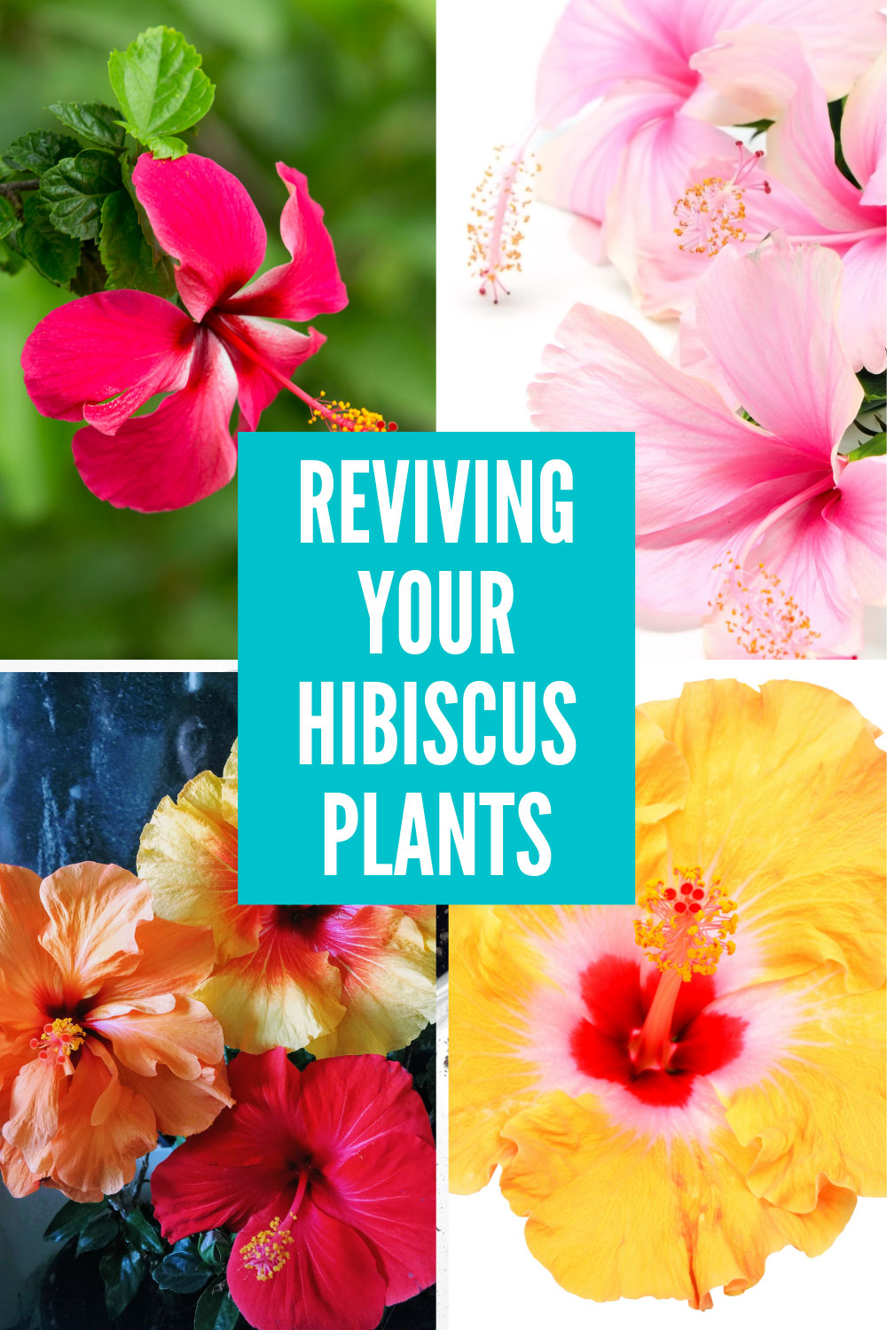 Hibiscus Dying or Struggling? 7 Ways to Revive Your Plant