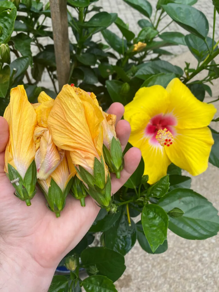 Dried Hibiscus Flower - Light