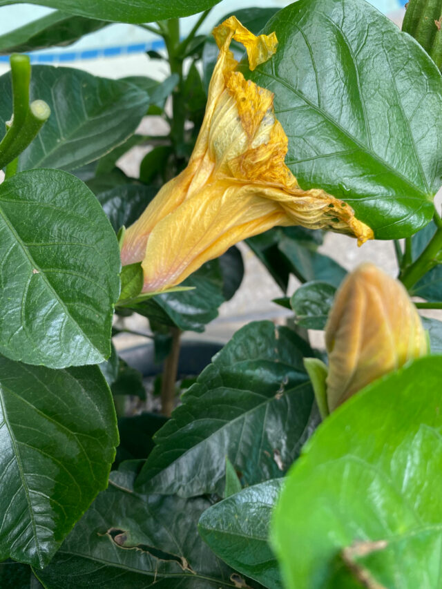 Hibiscus Dying or Struggling? 7 Ways to Revive Your Plant