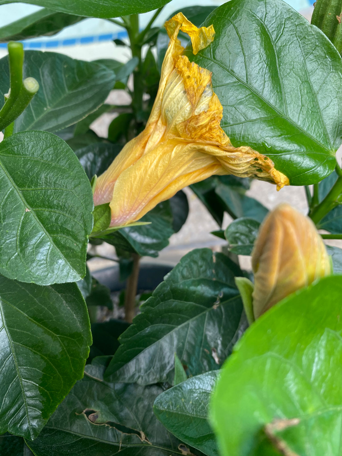 Hibiscus Dying or Struggling? 7 Ways to Revive Your Plant