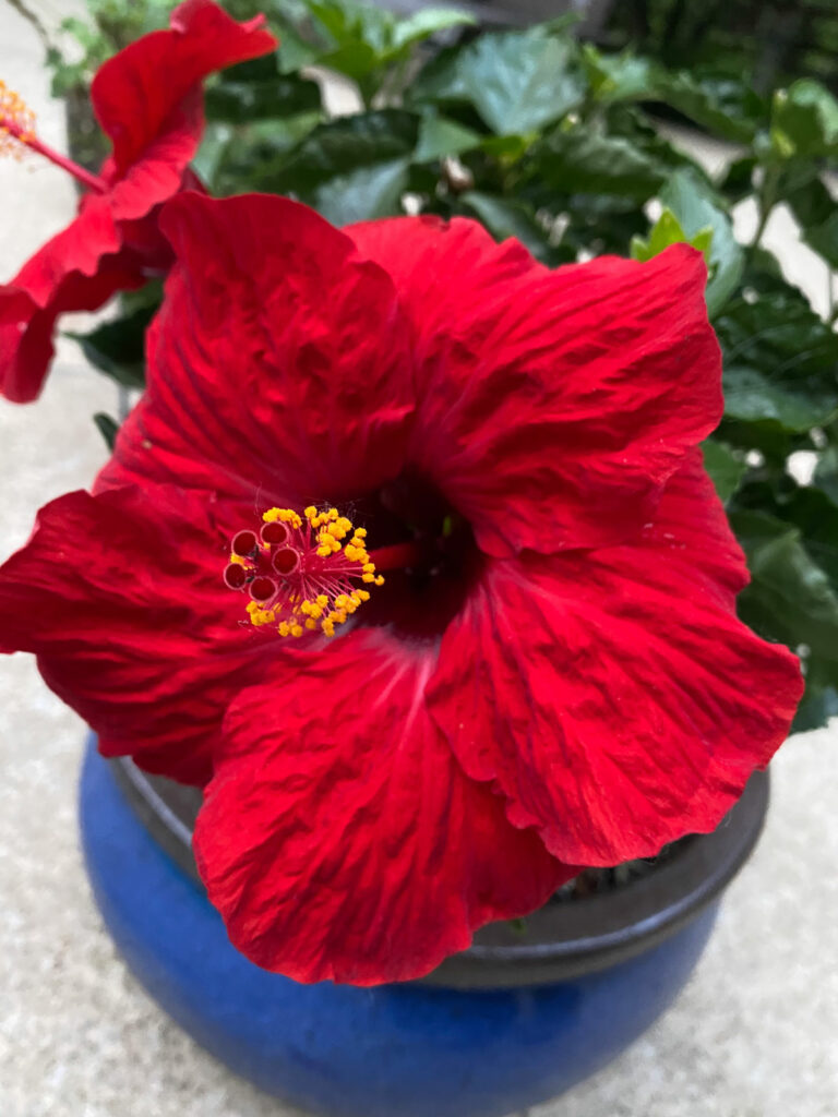 hibisco tropical rojo