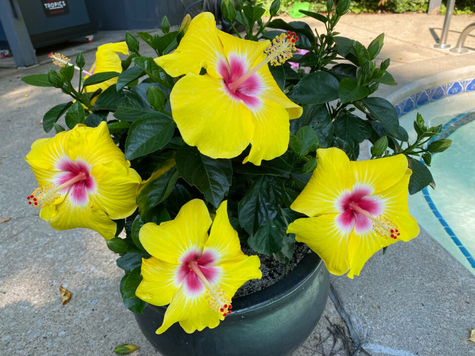 Hibiscus Dying or Struggling? 7 Ways to Revive Your Plant