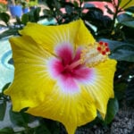 Hibiscus Dying or Struggling? 7 Ways to Revive Your Plant hollywood-hibiscus