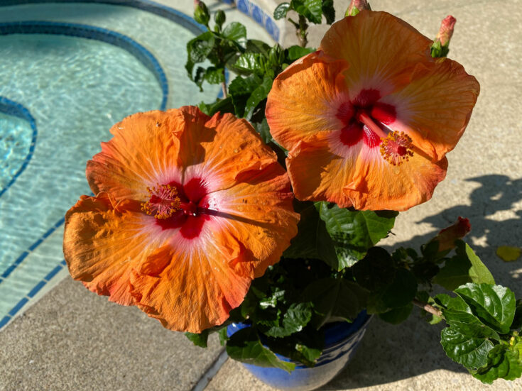 Hibiscus Dying or Struggling? 7 Ways to Revive Your Plant