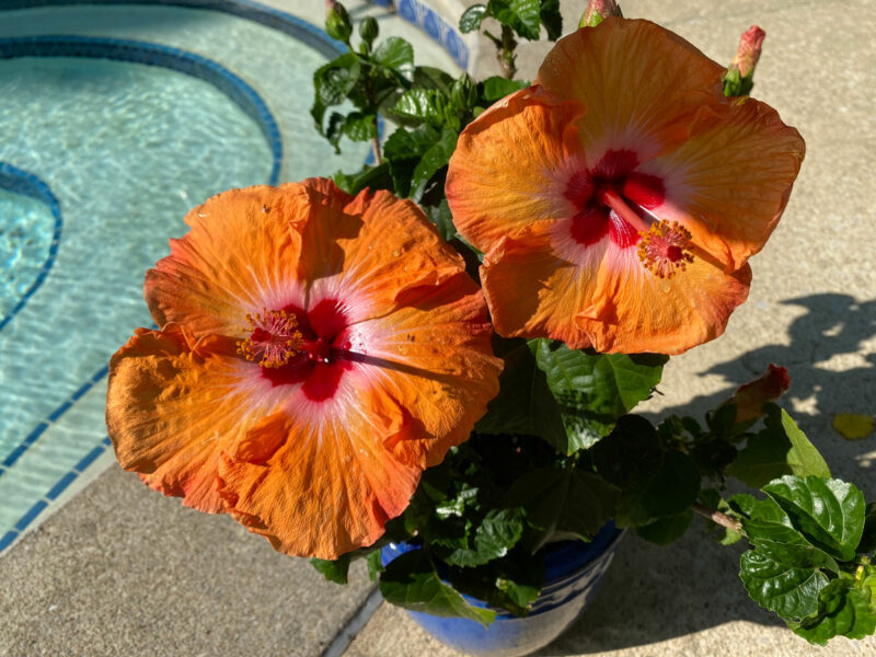 Hibiscus Dying or Struggling? 7 Ways to Revive Your Plant