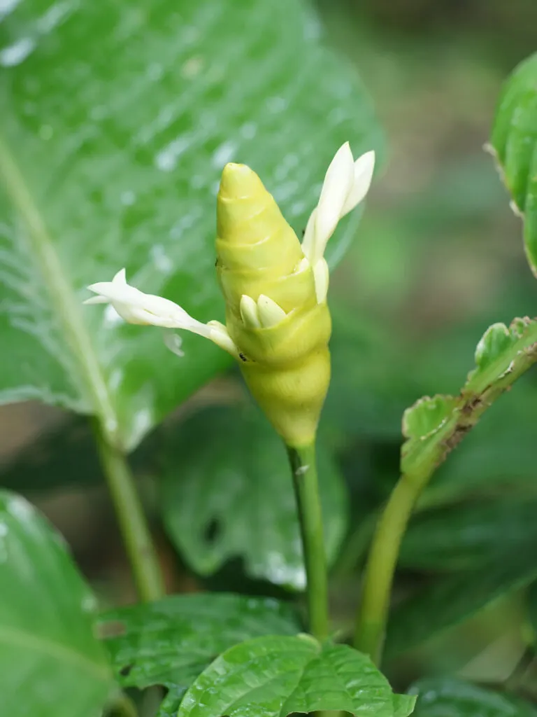 Calathea-marantifolia