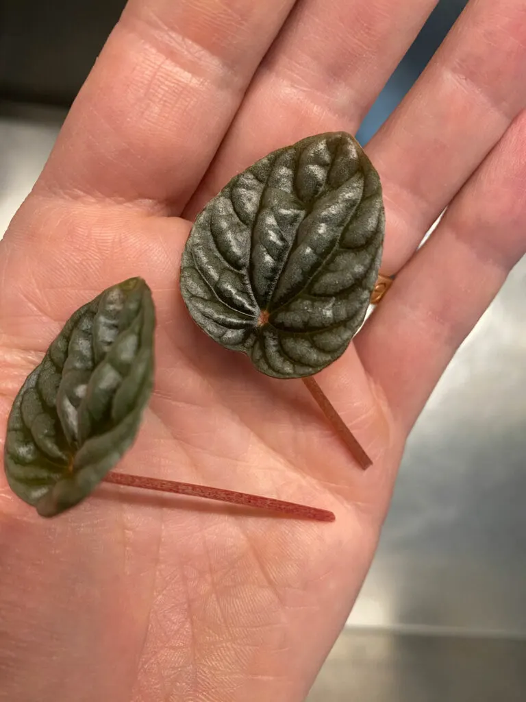 peperomia-caperata-propagate