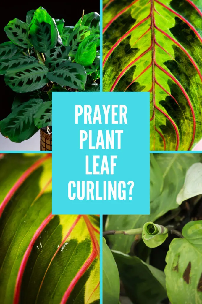 prayer-plant-leaf-curling