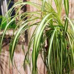 Spider Plant Brown Tips: 8 Most Common Causes w/ Fixes spider-plant-brown-tips