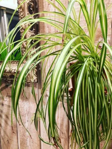 spider-plant-brown-tips