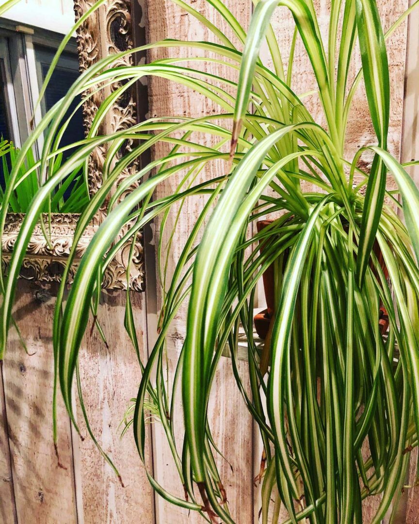 Spider Plant Brown Tips 8 Most Common Causes w/ Fixes