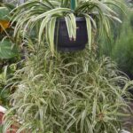Why is My Spider Plant Turning White? Top 3 Reasons spider-plant-brown-tips