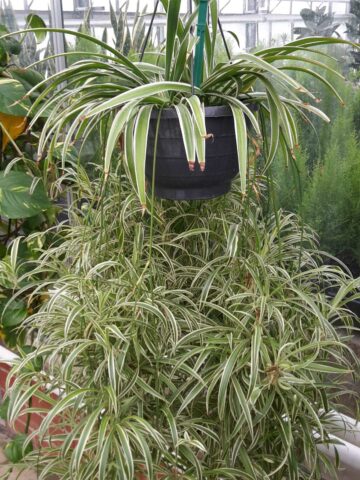 spider-plant-brown-tips