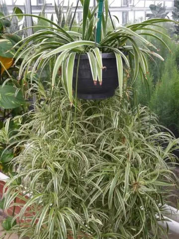 spider-plant-brown-tips
