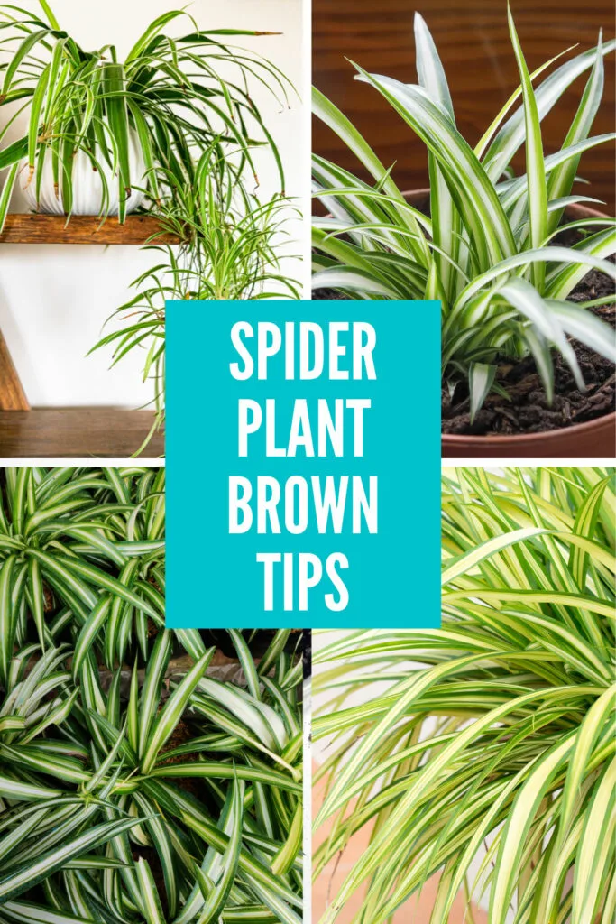 7 Spider Plant Benefits And Why Your Home Needs One