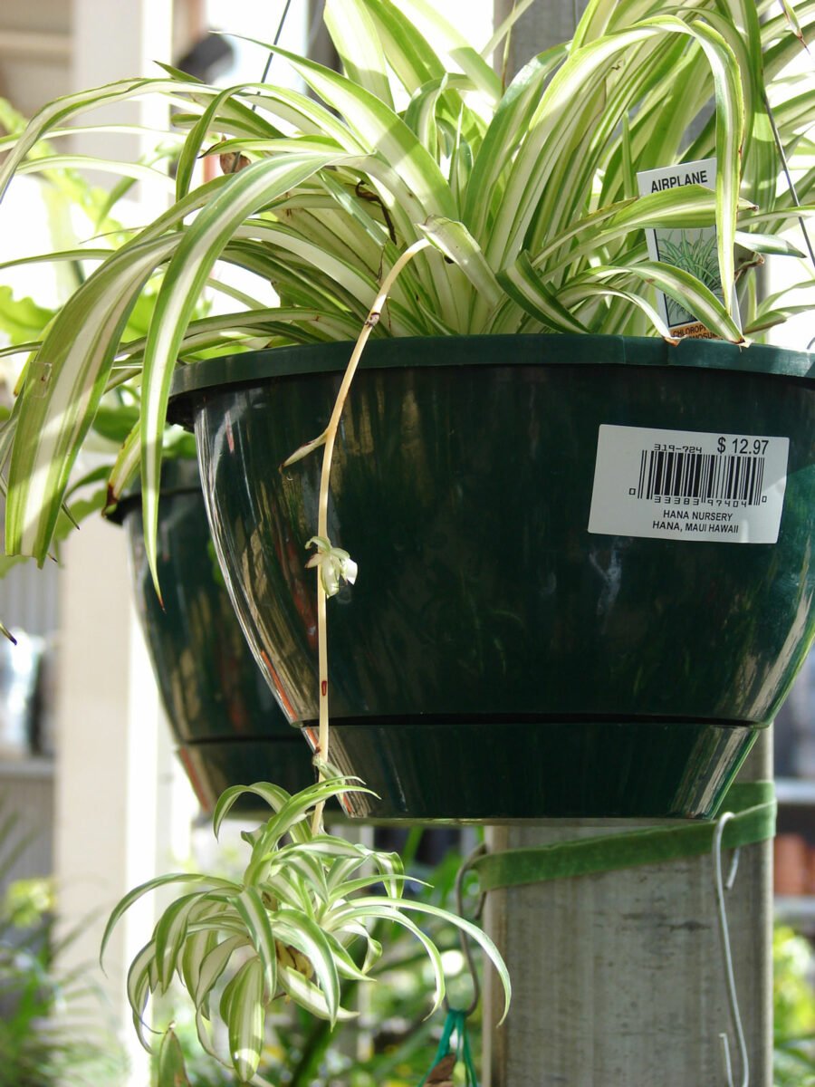Spider Plant Brown Tips 8 Most Common Causes w/ Fixes