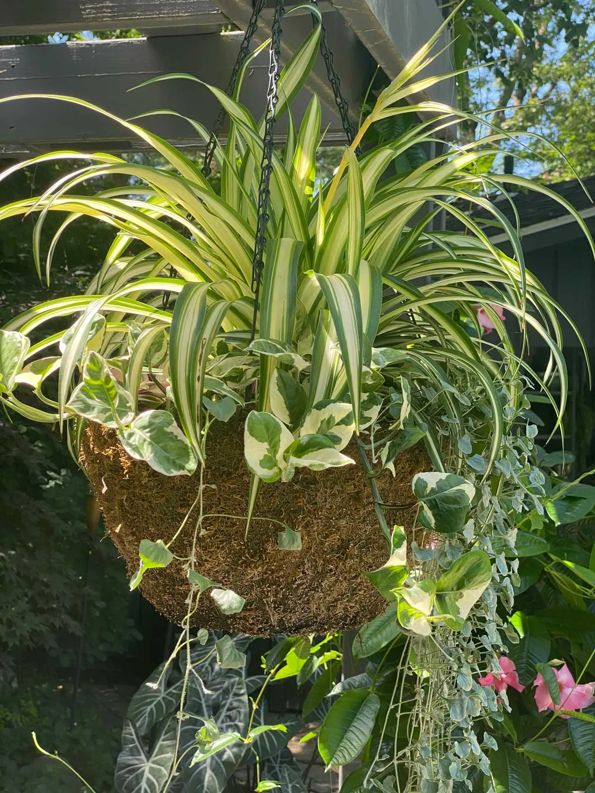 spider-plant-brown-tips
