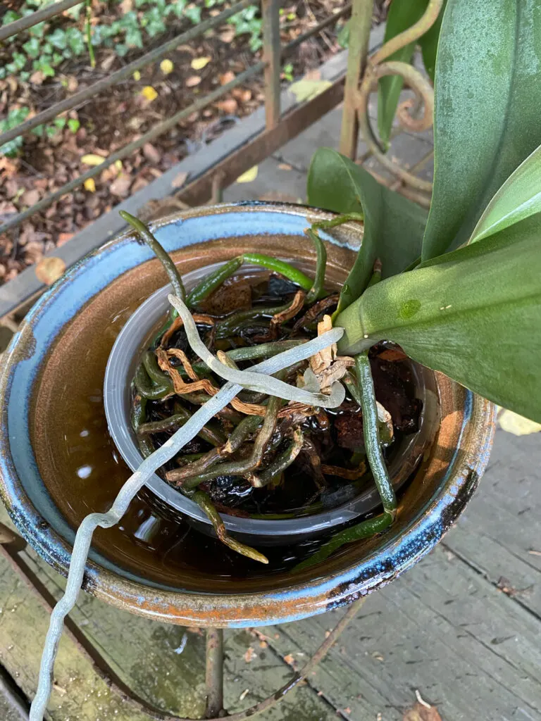 Watering a mini phalaenopsis orchid in Sphagnum moss that is super dry, Orchid In Water