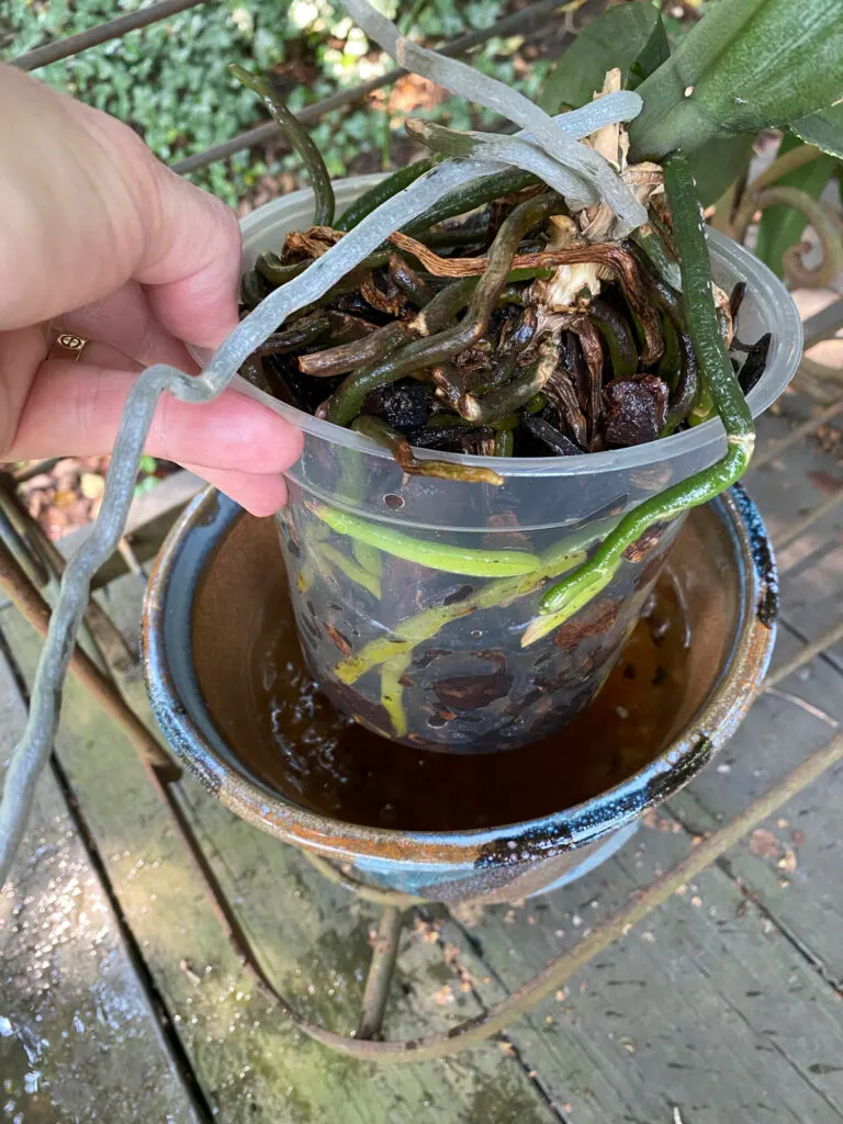 how-to-water-orchids