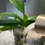 Do you water an orchid after the flowers fall off? Top Tips how-to-water-orchids