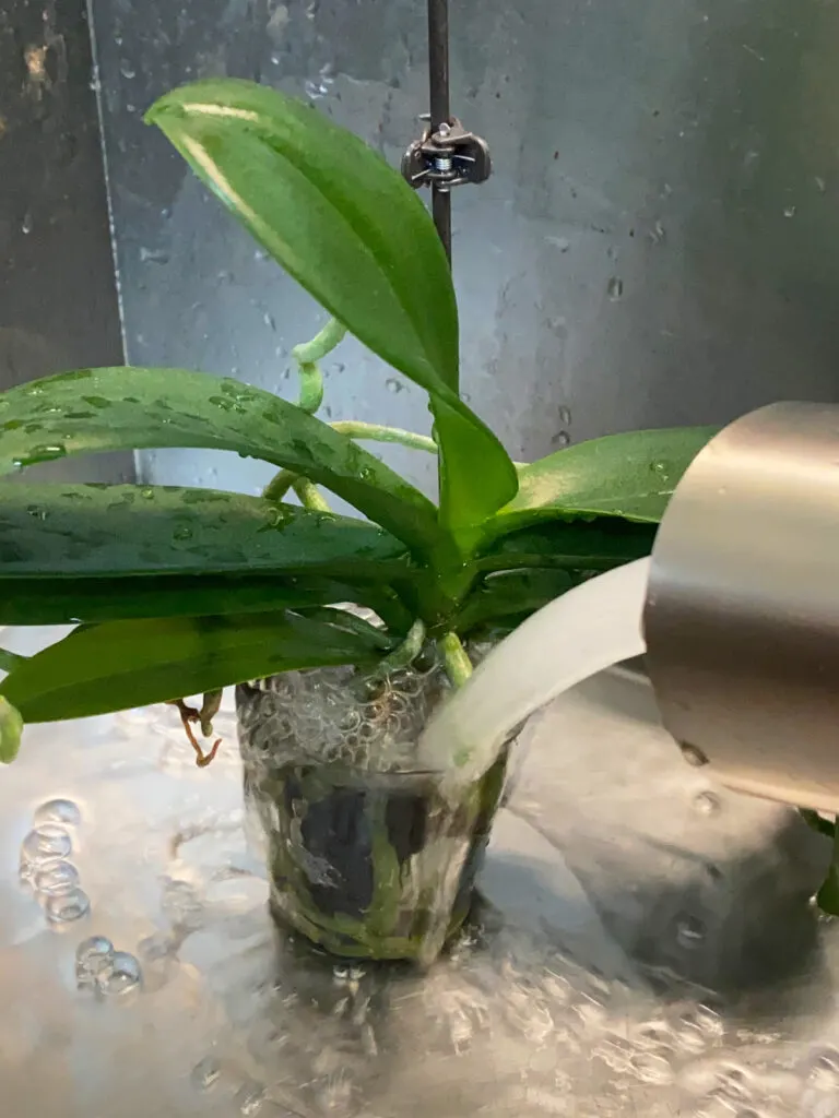 Watering a mini phalaenopsis orchid in Sphagnum moss that is super dry, Orchid In Water