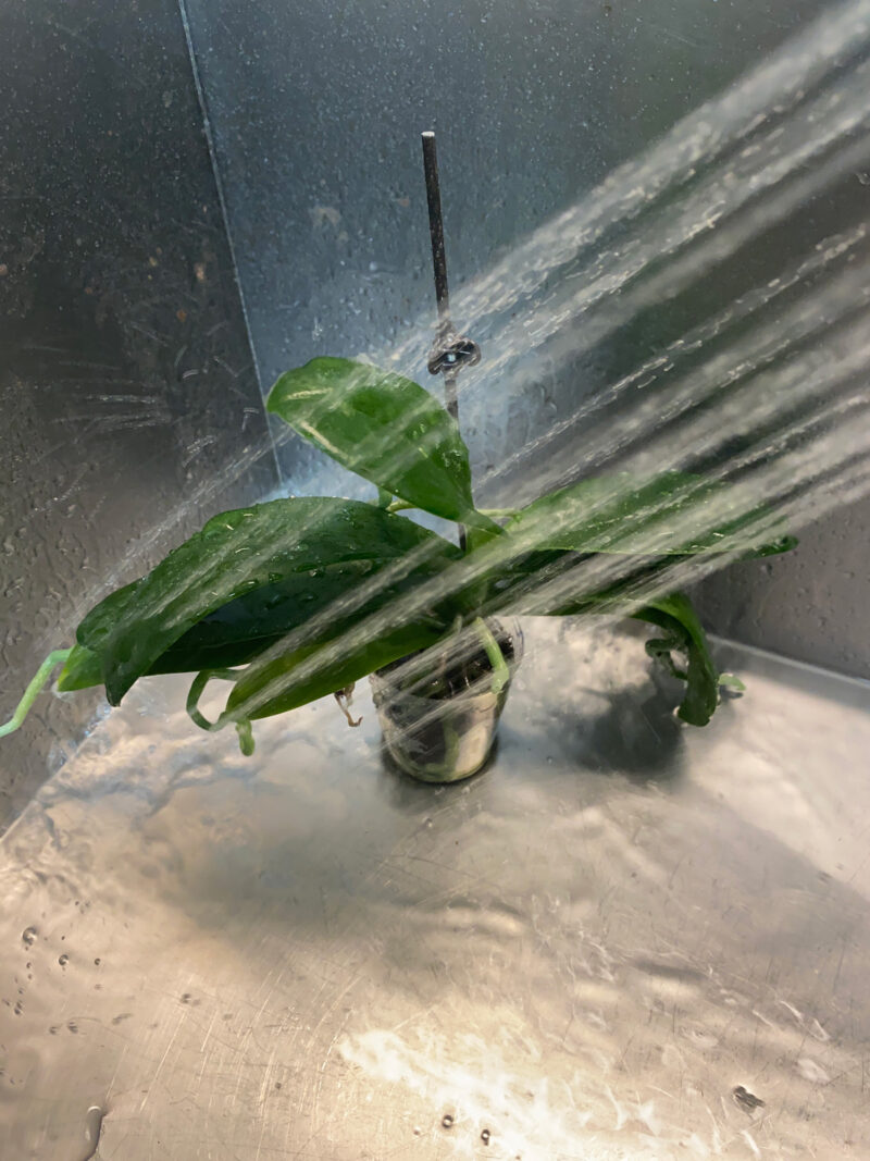 How To Water Orchids 3 Simple Ways (But NO Ice Cubes!)