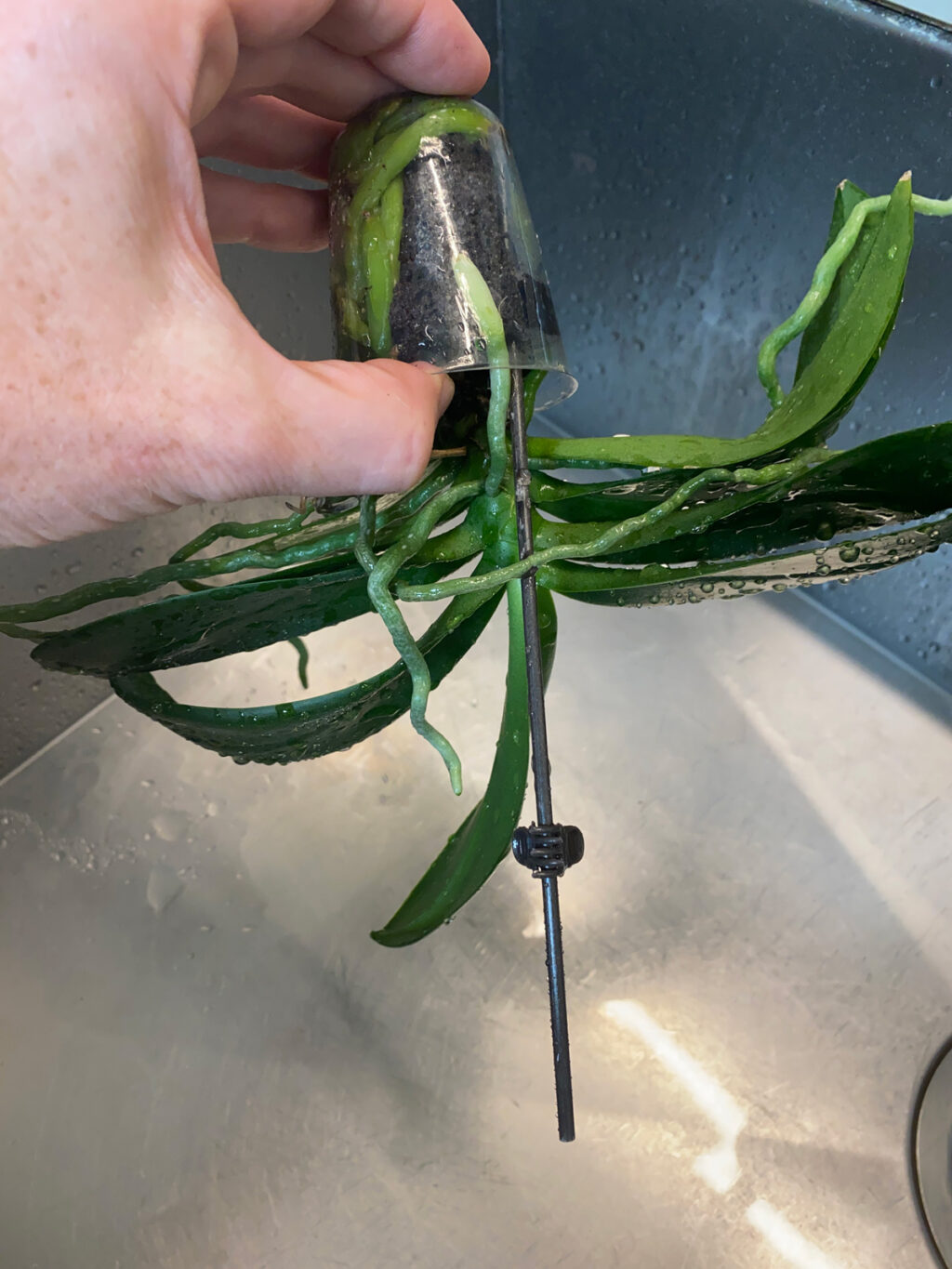 How To Water Orchids 3 Simple Ways (But NO Ice Cubes!)