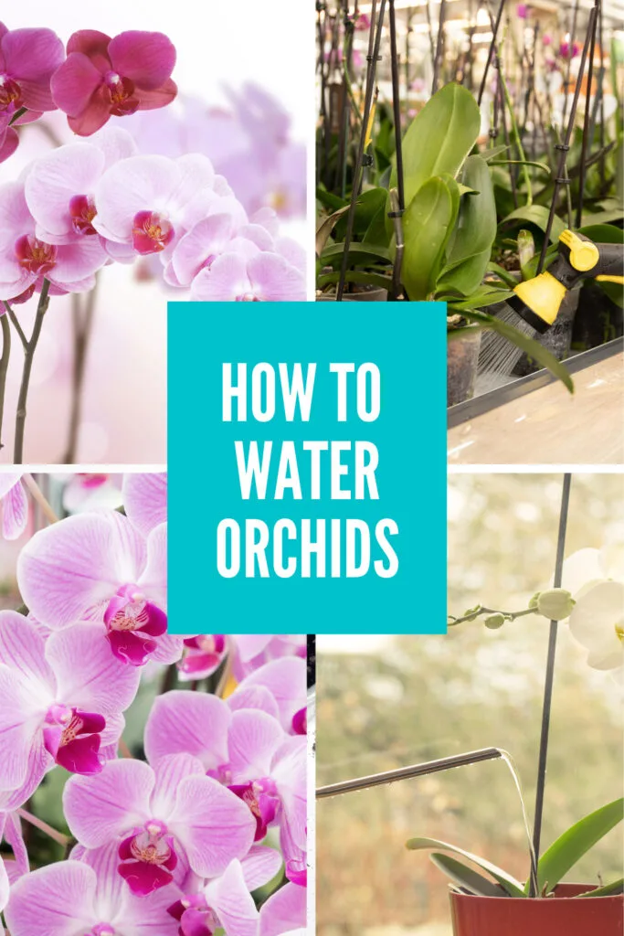 how-to-water-orchids