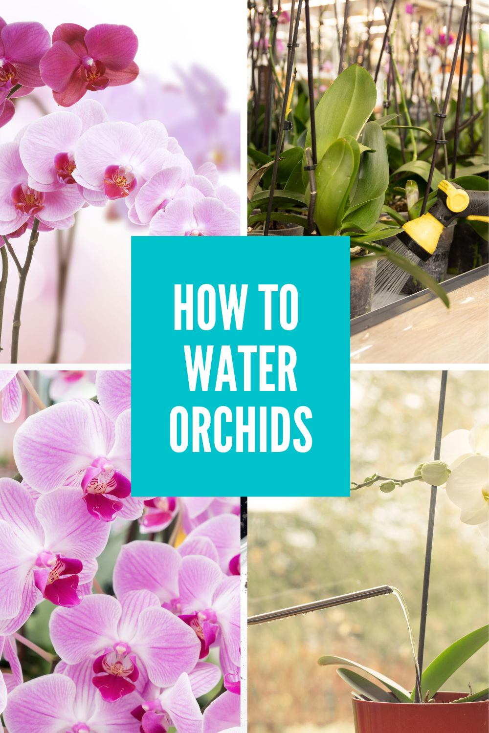 How To Water Orchids 3 Simple Ways (But NO Ice Cubes!)