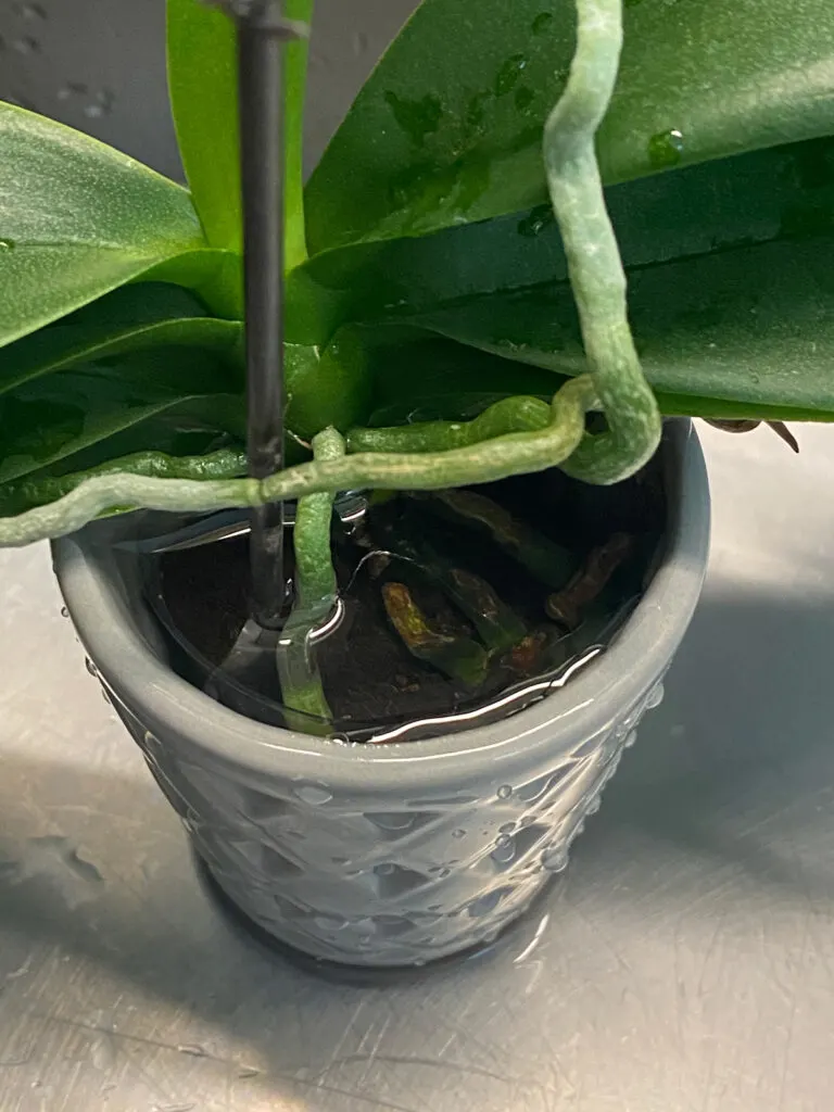 how-to-water-orchids