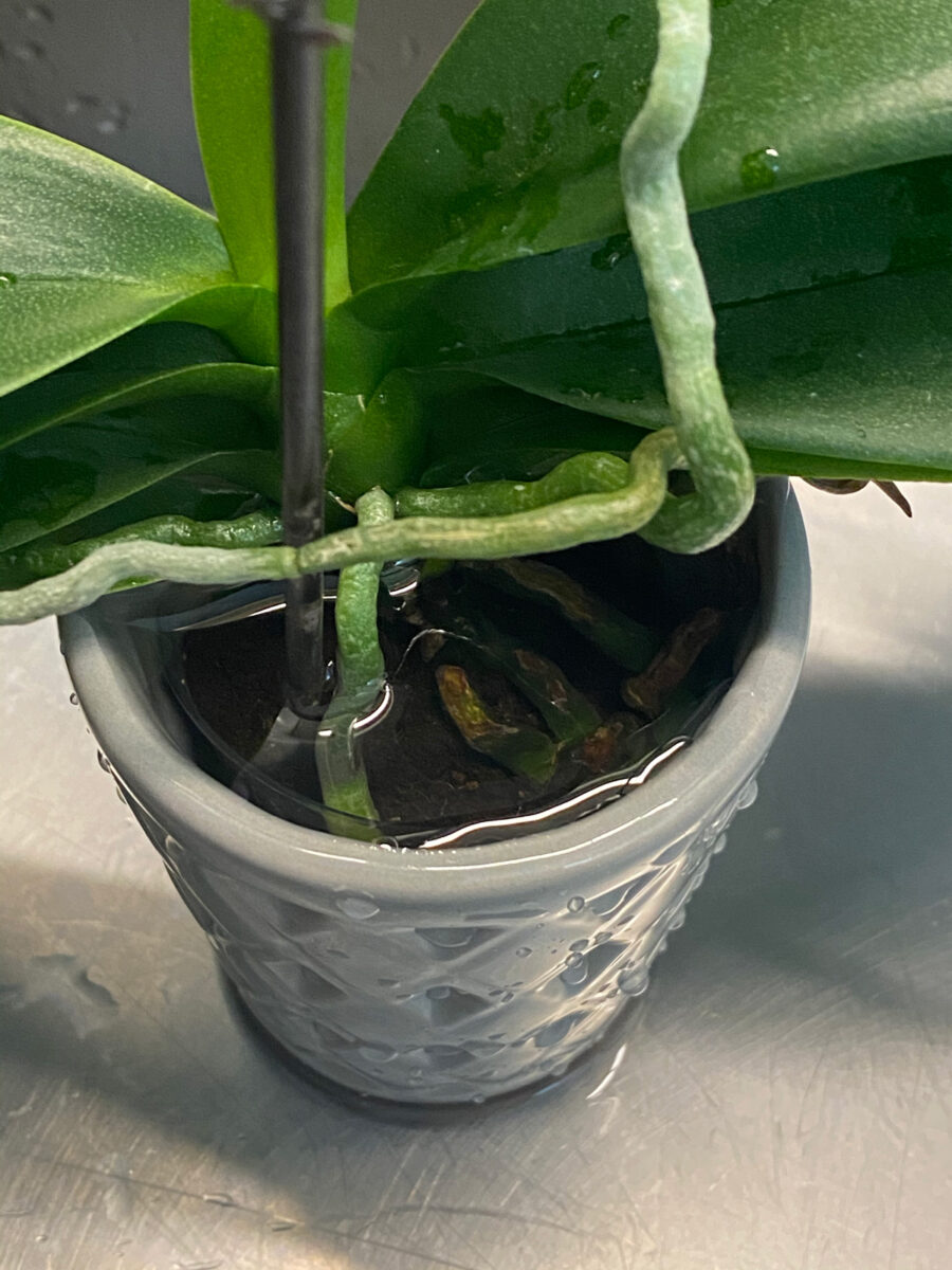 How To Water Orchids 3 Simple Ways (But NO Ice Cubes!)